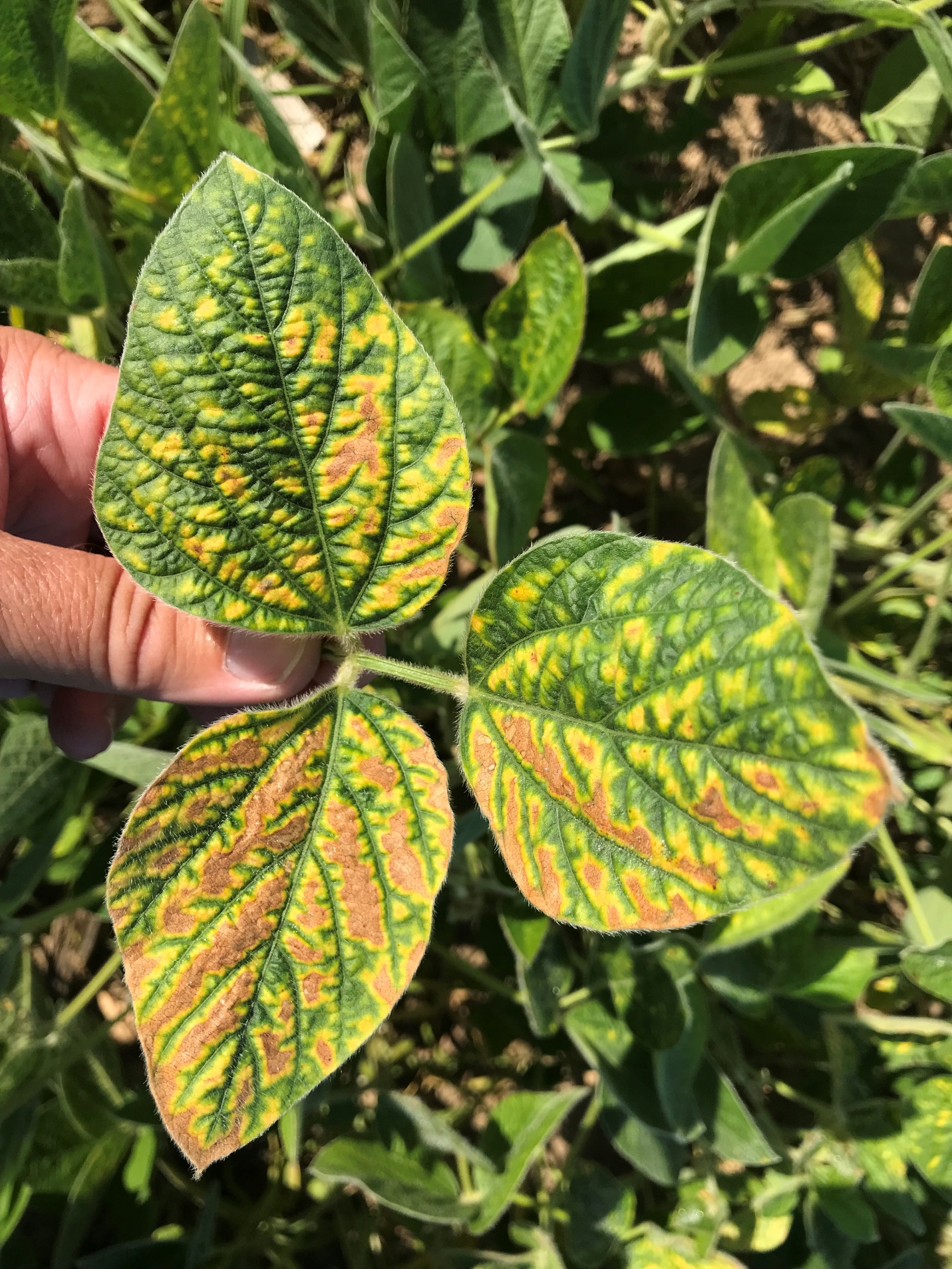 SDS symptoms on leaf